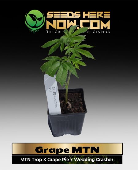 Grape MTN Clones (space) ACC