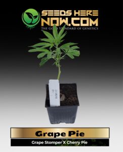 Grape Pie Clones (space) ACC cannabis seeds – Seeds Here Now