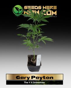 Gary Payton Clones (space) ACC cannabis seeds – Seeds Here Now