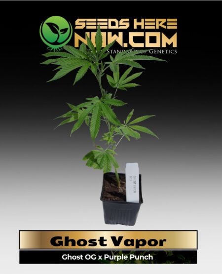 Ghost Vapor Clones (space) ACC