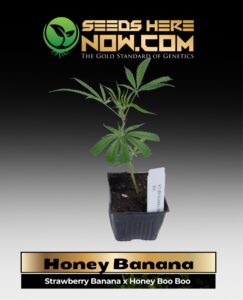 Honey Banana Clones (space) ACC cannabis seeds – Seeds Here Now
