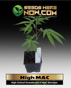 High Mac Clones (space) ACC cannabis seeds – Seeds Here Now