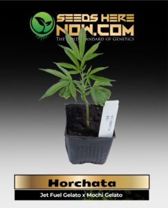 Horchata Clones(space) ACC cannabis seeds – Seeds Here Now