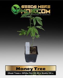 Honey Tree Clones (space) ACC cannabis seeds – Seeds Here Now