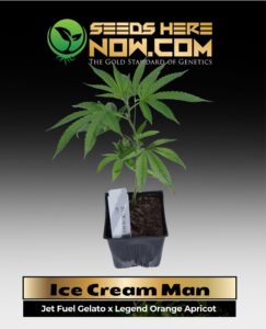 Ice Cream Man Clones (space) ACC cannabis seeds – Seeds Here Now