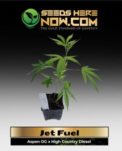 Jet Fuel Clones (space) ACC cannabis seeds – Seeds Here Now