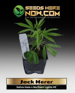 Jack Herer Clones (space) ACC cannabis seeds – Seeds Here Now