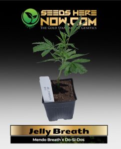 Jelly Breath Clones (space) ACC cannabis seeds – Seeds Here Now