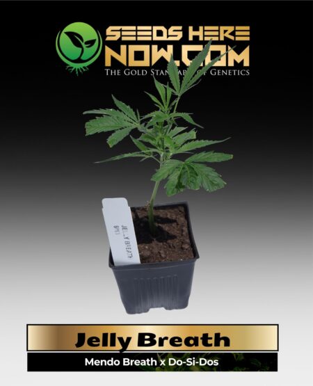 Jelly Breath Clones (space) ACC