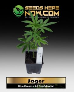 Jager Clones (space) ACC cannabis seeds – Seeds Here Now
