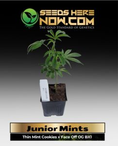 Junior Mints Clones (space) ACC cannabis seeds – Seeds Here Now