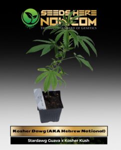Kosher Dawg (AKA Hebrew National)(space) ACC cannabis seeds – Seeds Here Now