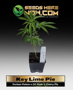 Key Lime Pie Clones (space) ACC cannabis seeds – Seeds Here Now