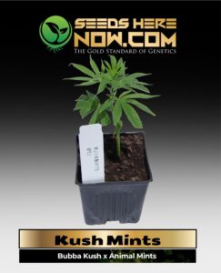 Kush Mints Clones (space) ACC cannabis seeds – Seeds Here Now