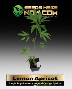 Lemon Apricot Clones (space) ACC cannabis seeds – Seeds Here Now