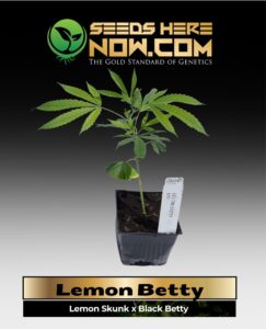 Lemon Betty Clones (space) ACC cannabis seeds – Seeds Here Now