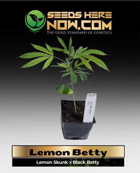 Lemon Betty Clones (space) ACC
