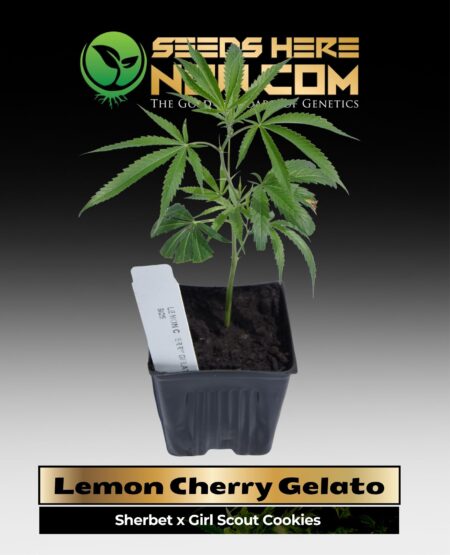 Lemon Cherry Gelato Clones (space) ACC