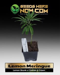 Lemon Meringue Clones (space) ACC cannabis seeds – Seeds Here Now