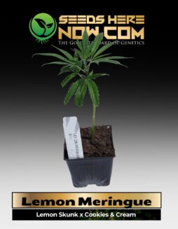Lemon Meringue Clones (space) ACC