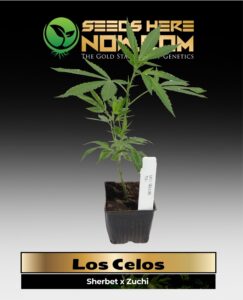 Los Celos Clones (space) ACC cannabis seeds – Seeds Here Now