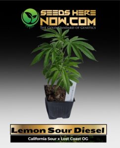 Lemon Sour Diesel (space) ACC cannabis seeds – Seeds Here Now