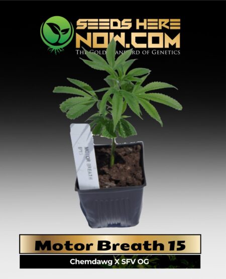 Motor Breath 15 Clones (space) ACC