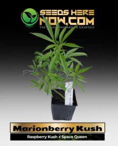 Marionberry Kush Clones (space) ACC cannabis seeds – Seeds Here Now