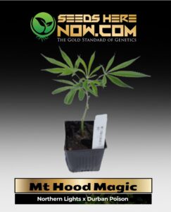 Mt Hood Magic Clones (space) ACC cannabis seeds – Seeds Here Now