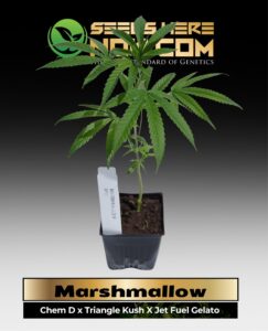 Marshmallow Clones (space) ACC cannabis seeds – Seeds Here Now