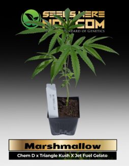 Marshmallow Clones (space) ACC