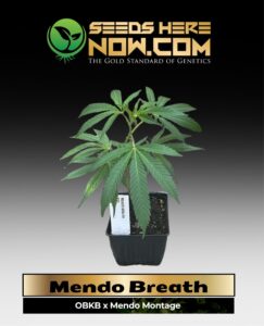 Mendo Breath Clones (space) ACC cannabis seeds – Seeds Here Now