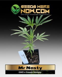 Mr Nasty Clones (space) ACC cannabis seeds – Seeds Here Now