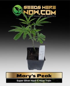 Mary's Peak Clones(space) ACC cannabis seeds – Seeds Here Now