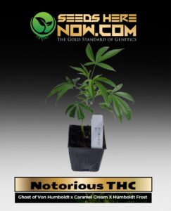 Notorious THC Clones (space) ACC cannabis seeds – Seeds Here Now