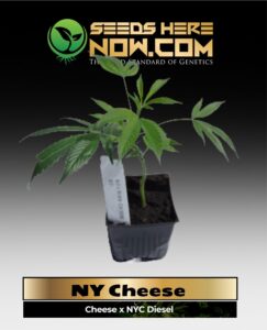 NY Cheese Clones (space) ACC cannabis seeds – Seeds Here Now