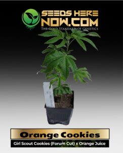 Orange Cookies Clones (space) ACC cannabis seeds – Seeds Here Now