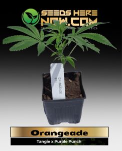 Orangeade Clones (space) ACC cannabis seeds – Seeds Here Now