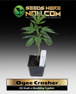 Ogee Crasher Clones (space) ACC cannabis seeds – Seeds Here Now