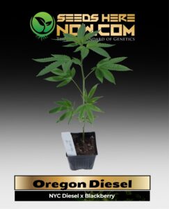 Oregon Diesel Clones (space) ACC cannabis seeds – Seeds Here Now