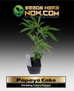 Papaya Cake Clones (space) ACC cannabis seeds – Seeds Here Now