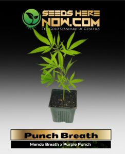 Punch Breath Clones (space) ACC cannabis seeds – Seeds Here Now