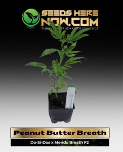 Peanut Butter Breath Clones (space) ACC cannabis seeds – Seeds Here Now