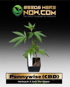 Pennywise (CBD) Clones(space) ACC cannabis seeds – Seeds Here Now