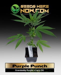 Purple Punch Clones (space) ACC cannabis seeds – Seeds Here Now
