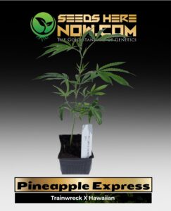 Pineapple Express Clones (space) ACC cannabis seeds – Seeds Here Now