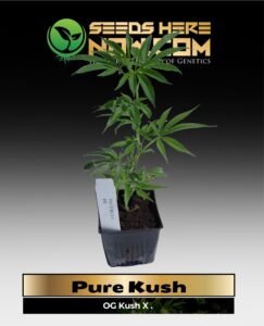 Pure Kush Clones (space) ACC cannabis seeds – Seeds Here Now