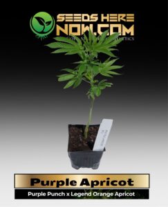 Purple Apricot Clones Purple Apricot Clones (Feminized) Purple Apricot Clones (Autoflower)(space) ACC cannabis seeds – Seeds Here Now