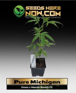 Pure Michigan Clones (space) ACC cannabis seeds – Seeds Here Now