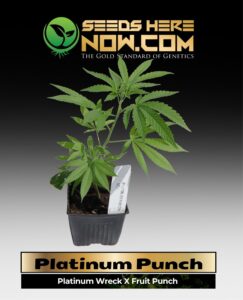 Platinum Punch Clones (space) ACC cannabis seeds – Seeds Here Now